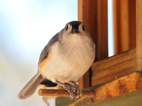 Plump Tufted Titmouse on a backyard birdfeeder looking at the camera