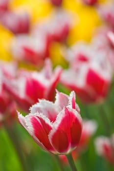 Beautiful  red and white tulips in close view