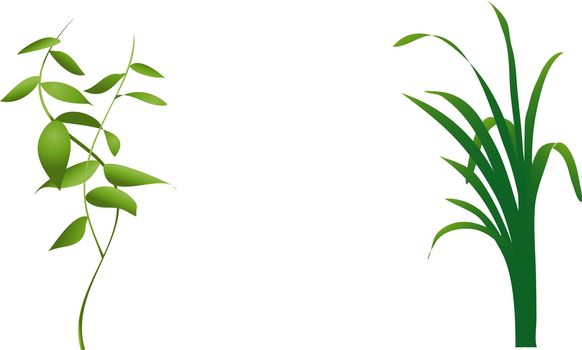 Illustration of two different plants framing an open area