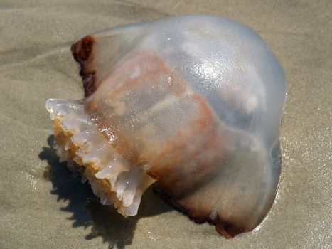 Odd sea creature washed up on the beach