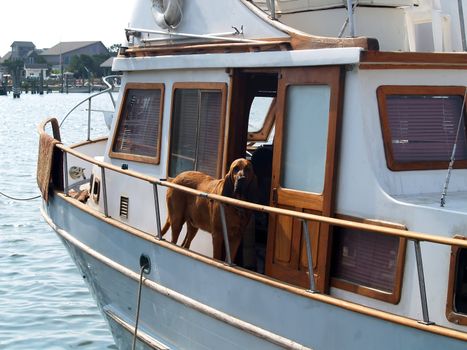 Seafaring canine looking over the railing on an old boat