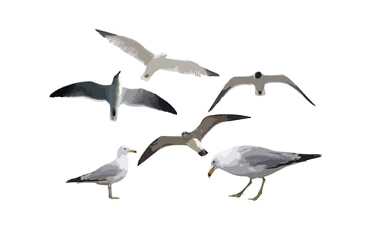 Six seagulls in vector format isolated on white background