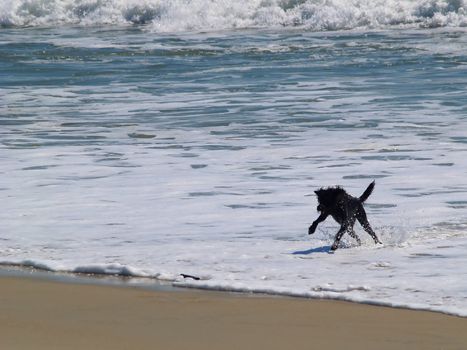 Black furry dog runs through the surf to fetch a stick