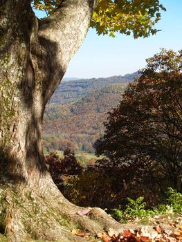 Maple tree framing a mountain view