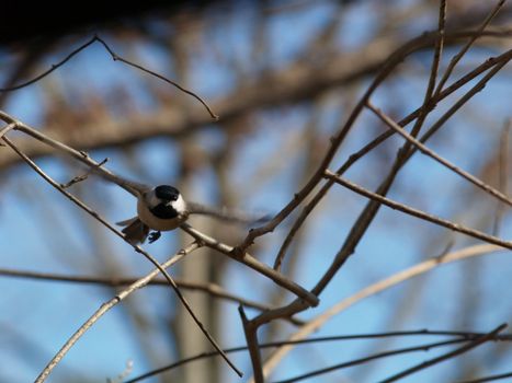 Chickadee flying at the camera