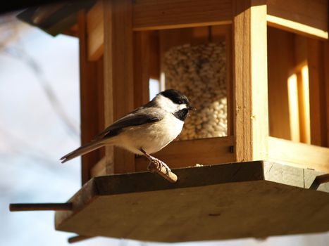 Chickadee alights on a feeder