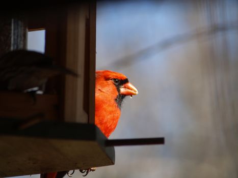 Cardinal peeking around a feeder