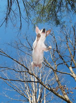 Puppy takes to flight