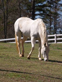 White horse grazing on an autumn day