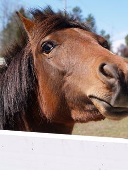 Closeup of a curious, friendly horse