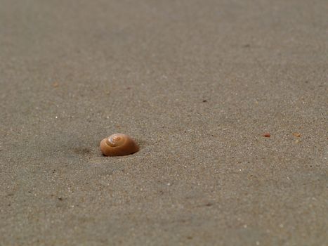 Spiral shell on a sandy beach with a short depth of field