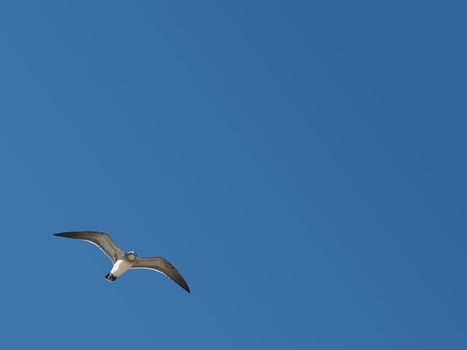 Seagull against clear sky with vertical textbox