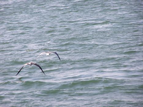 A pair of seagulls flying away together