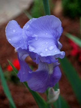 Blue iris with woter drops