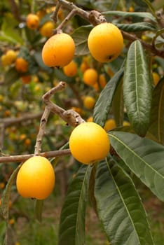 A tree full of ripe loquats ready to pick