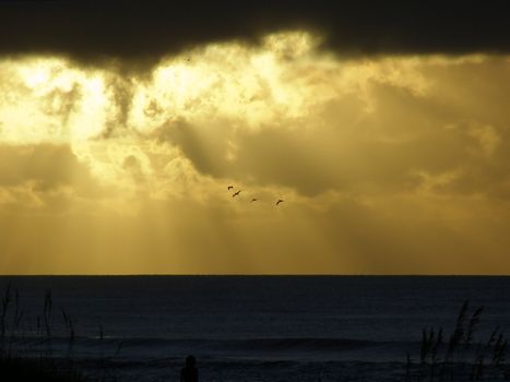 Silhouette of a person watching birds against a gold sky