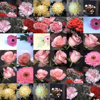 collage of flower pictures