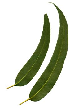 Green eucalyptus leaves isolated on white background.