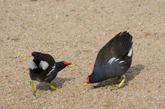 Two common moorhens getting angry against each other and attacking