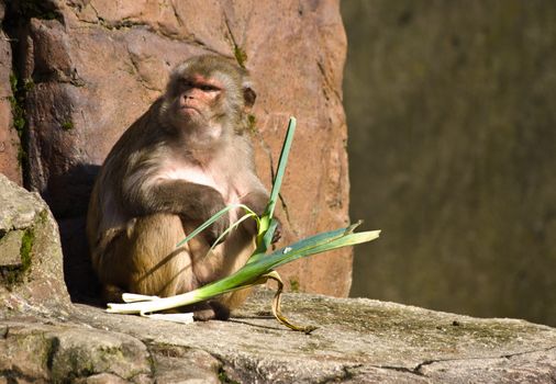 Rhesus ape sitting in the sun and eating vegetables