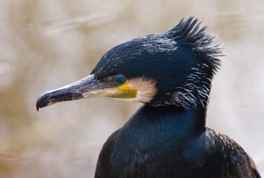 Portrait of Great cormorant standing at the waterside