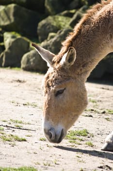 Portrait of onager searching for some grass to eat