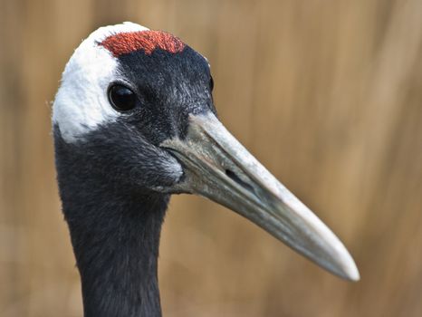 Portrait of Red-crowned Crane or Japanese Crane 