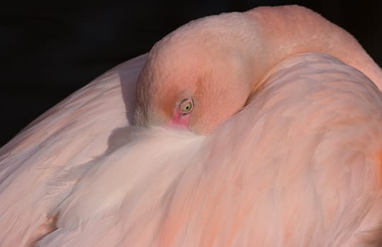 Pink flamingo resting with beak between featthers in morning sun