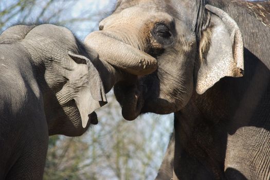 Asian elepants playing and trunk wrestling in the sun