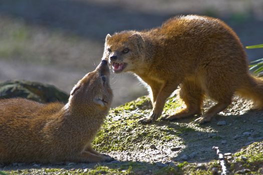 Two yellow mongoose getting angry and fighting 