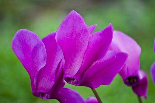 Beautiful blooming purple cyclamen flower