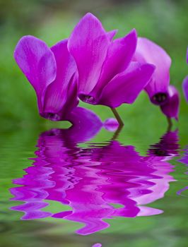 Beautiful blooming purple cyclamen flower