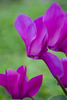 Beautiful blooming purple cyclamen flower