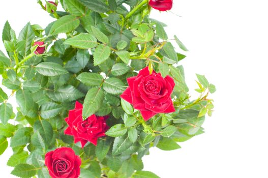 Studio shot of red roses isolated on white