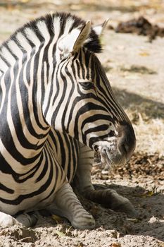 Zebra resting on the sand in the afternoon sunshine 