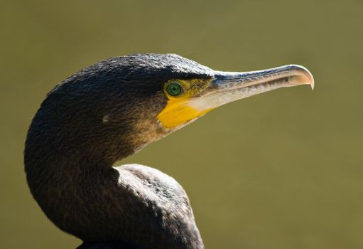 Portrait of Great cormorant in afternoon sun at the waterside