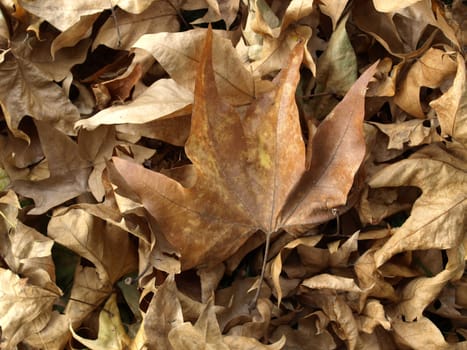 Falling leaves of sycamore tree background in Autumn