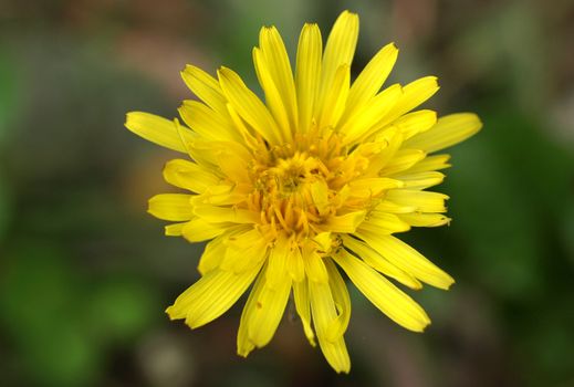 Yellow chicory flower or bloom