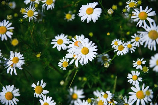 Spring grass field with many white daisies