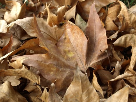 Falling leaves of sycamore tree background in Autumn