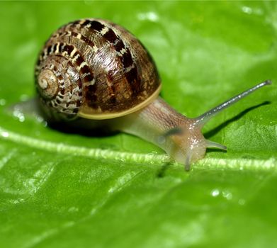 Snail slug on a lettuce leaf