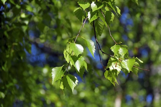 Spring green leaves