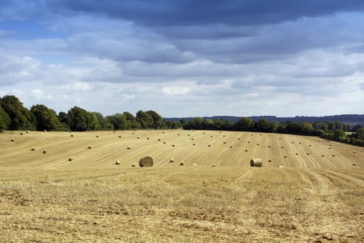 A freshly harvested field of wheat with bails of straw dotted around the field with a bright blue summer sky background. Setting in rural wiltshire, England.