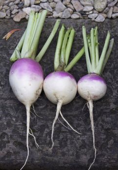 Three organically grown and freshly picked turnips, purple top milan variety.