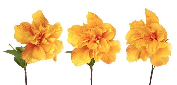 Beautiful yellow hibiscus flowers isolated on white background.
