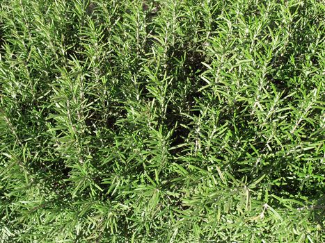 Green rosemary herb natural background