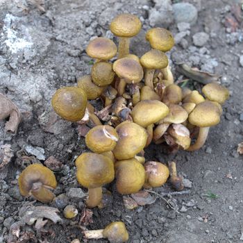 Group of mushrooms spontaneously growing from a rotten tree rot