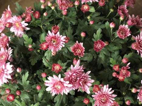 Chrysanthemum flower family of Asteraceae