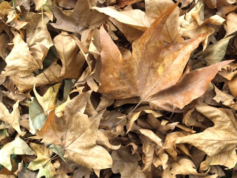 Falling leaves of sycamore tree background in Autumn