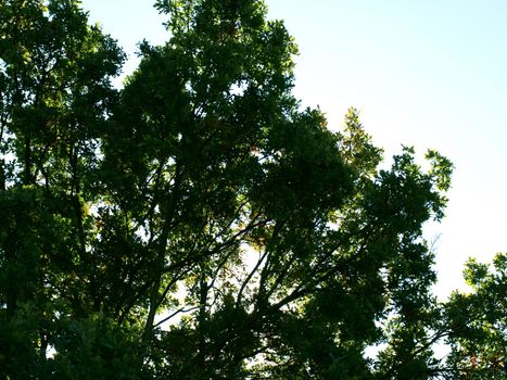 Tree over blue sky